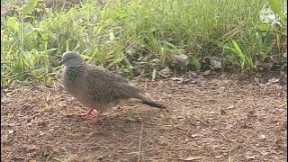 suara pancingan untuk tekukur liar durasi singkat