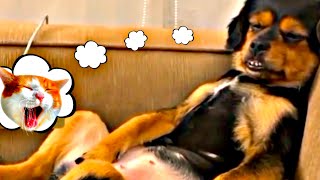 TRY NOT TO LAUGH: Pets That will Change Your Mood In 15 sec 😂 (CUTE)