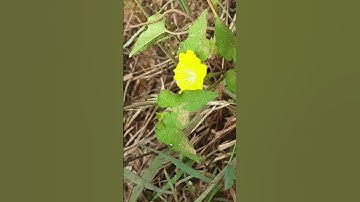 Dây Bìm vàng - Merremia hederacea (Burm. f.) Hall. f