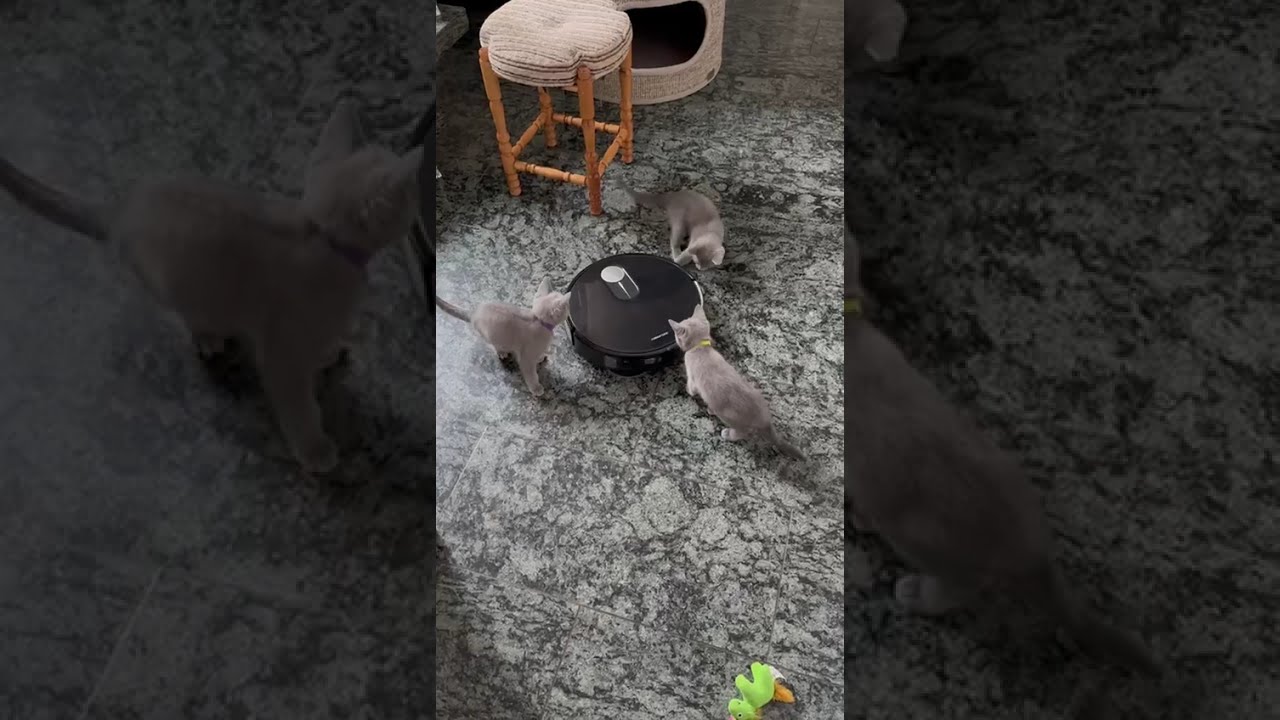 Reitstunde mit dem Staubsaugerroboter 😂 