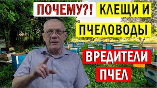 видео: Как ПРАВИЛЬНО сформировать гнездо пчел на зиму? Кто ГЛАВНЫЙ враг пчел? картинка: Как ПРАВИЛЬНО сформировать гнездо пчел на зиму? Кто ГЛАВНЫЙ враг пчел?