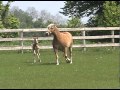 horse meets foal