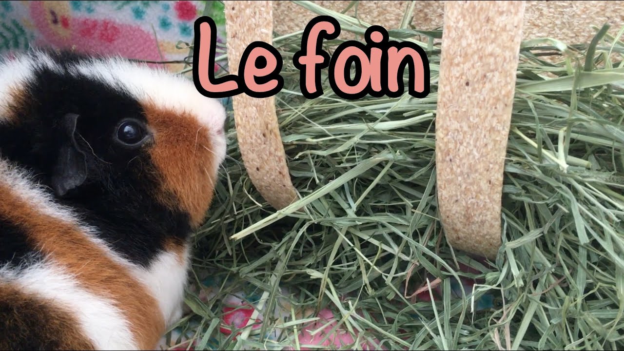 Le foin - 1ère, 2e, 3e coupe - Lequel donner - Cochon d'inde 