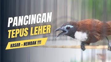 pancingan kasar tepus leher putih gacor