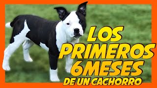 Educar a un perro cachorro desde cero  | Primeros seis meses