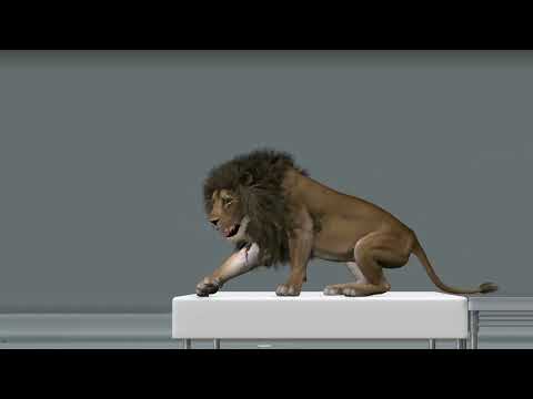 Lion 3d Animation - YouTube