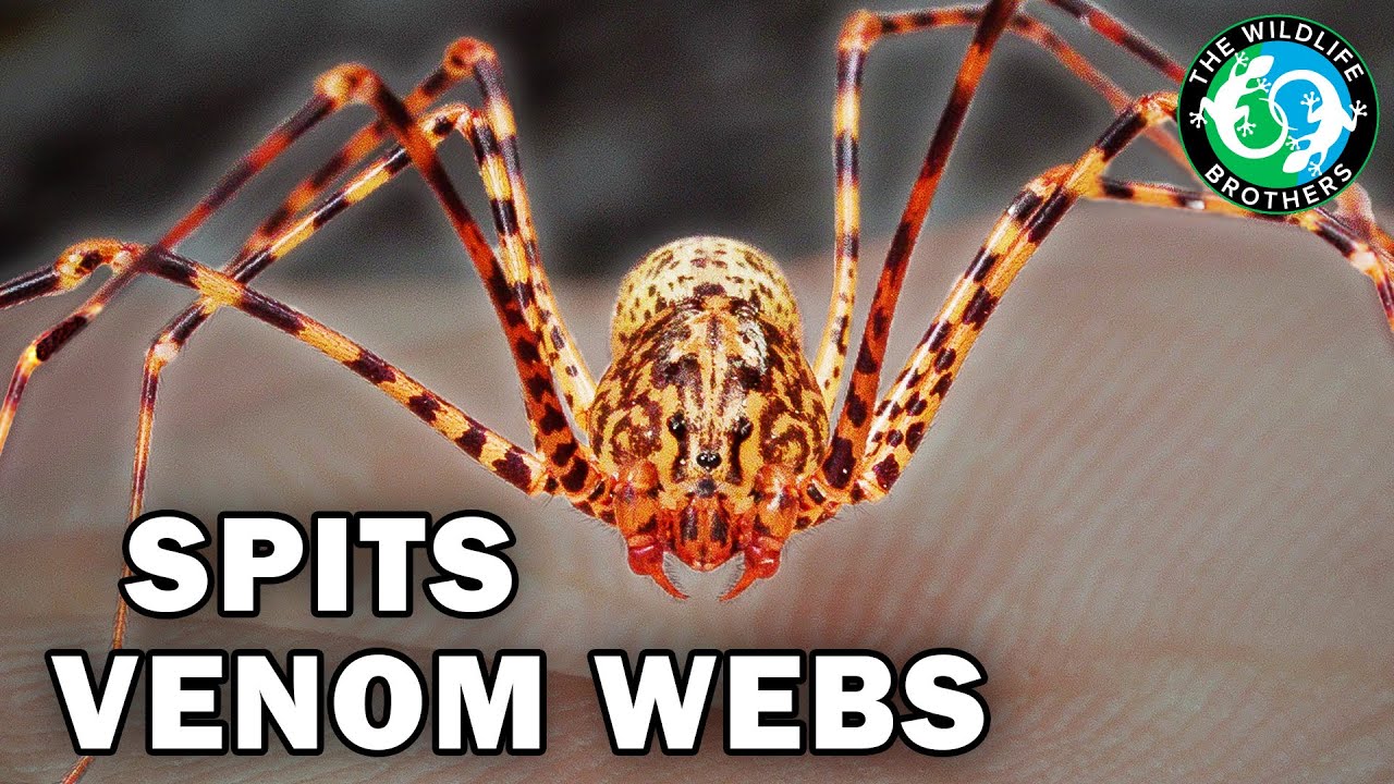 These are the Most EXTREME Desert Bugs in South America