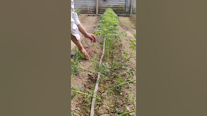 High Yield Tomato Farming No Water Three Days Before Put Down #satisfying #shortsvideo