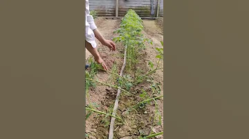High Yield Tomato Farming No Water Three Days Before Put Down Satisfying Shortsvideo 