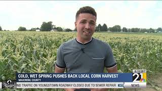 Cold, wet spring pushes local sweet corn harvest back slightly
