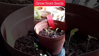 Growing from Seeds