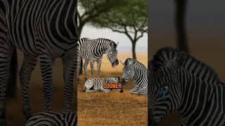 The Truth About Zebras #animals #facts