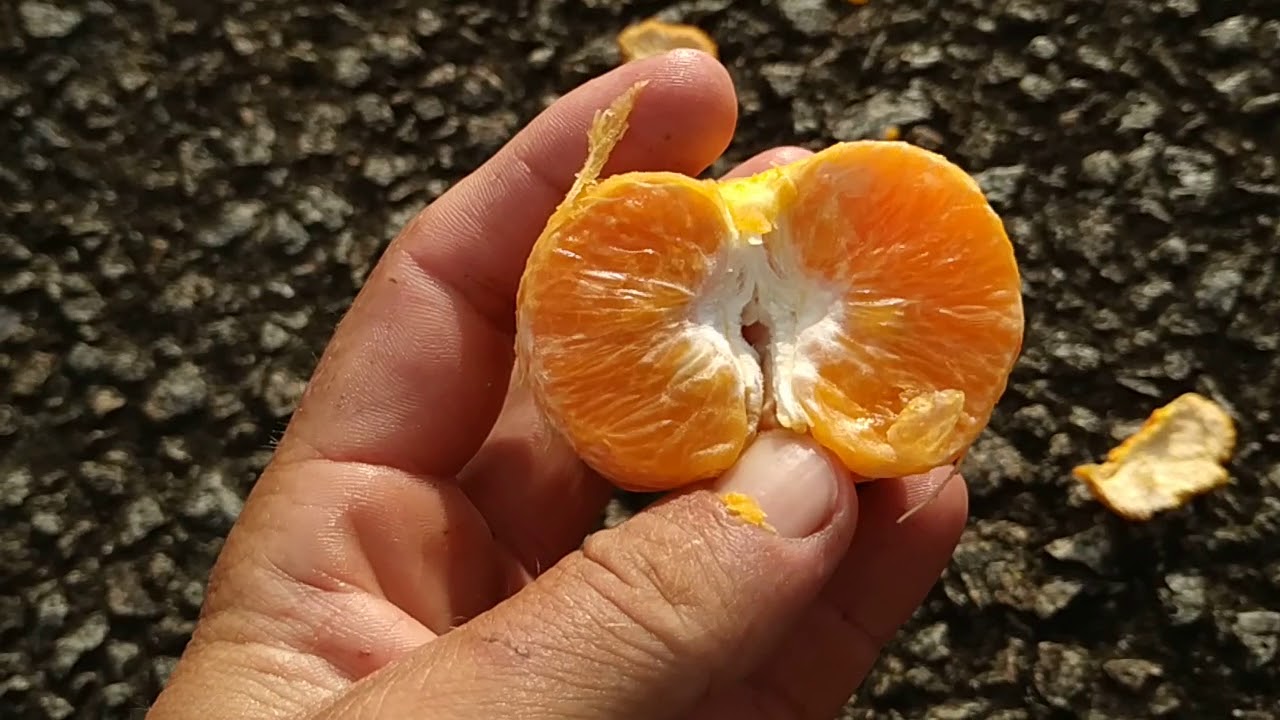 Honey Murcott (Citrus reticulata x sinensis) - YouTube