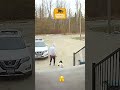 The best animal JERKS on the internet! 💥🤣 #FunnyAnimals #CCTV #RingCam