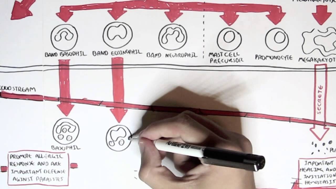 Immunology Chart