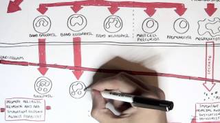 Immunology Map - Immune Cells