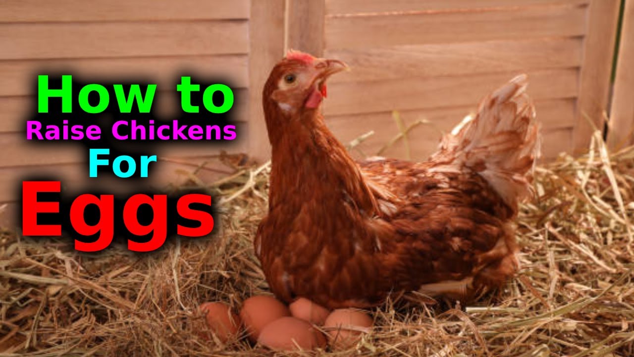 How to Raise Chickens For Eggs - YouTube