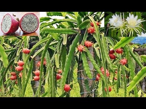 nunca mais plante pitaya (fruta do dragão) sem antes assistir a esse video.  - thptnganamst.edu.vn