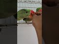 #Cute Baby Parrot Eating Banana 🦜🍌 | Adorable Feeding Time ❤️ #parrot #birds #trending