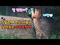 ★에버랜드 한국호랑이★ 오랜만에 만난 사육사 알아보는 똑쟁이 호랑이! 태범이 무궁이의 비오는날 배꼽잡는 추억만들기