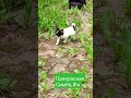 щенок чихуахуа, 2 м- ца, сука