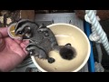 外に出てきたフクロモモンガの赤ちゃん　Sugar Glider　2014.04.03