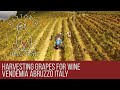 Fattoria Dell&#39;Orso vendemmia in italy abruzzo harvesting grapes for wine