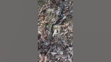 Black snake shaking tail in leaves to imitate rattlesnake