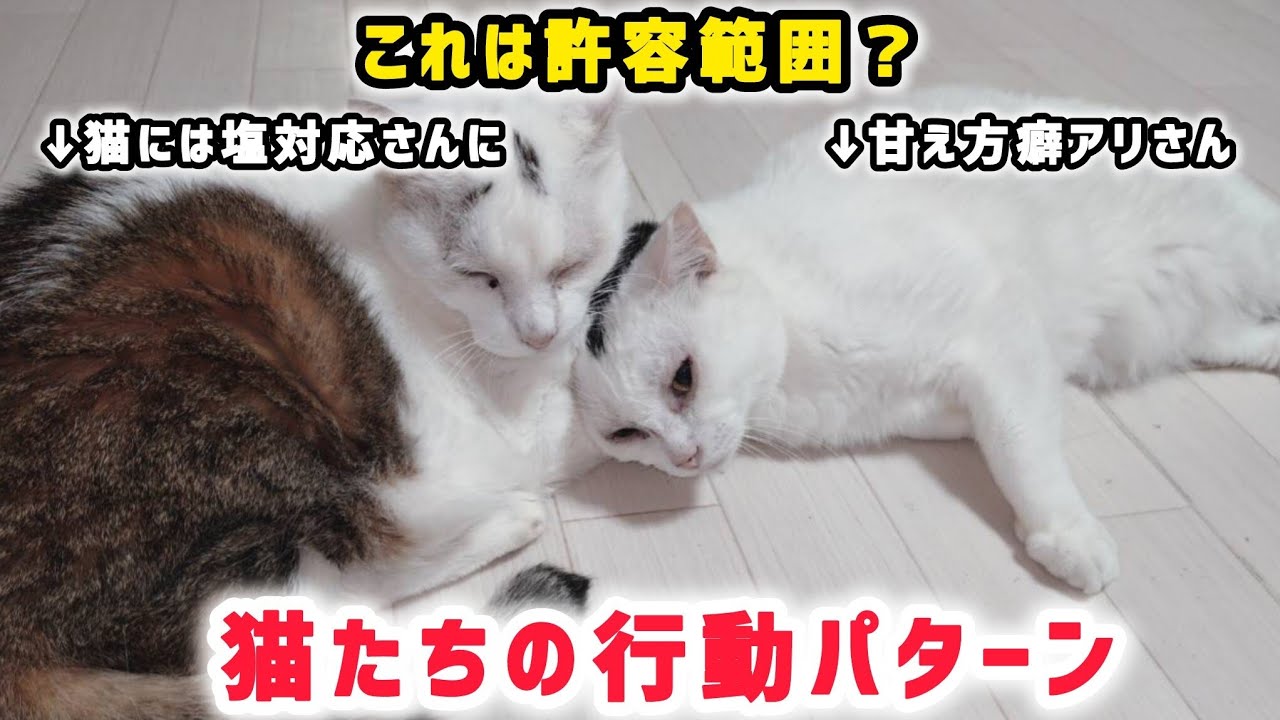ちねこ様 YouTube