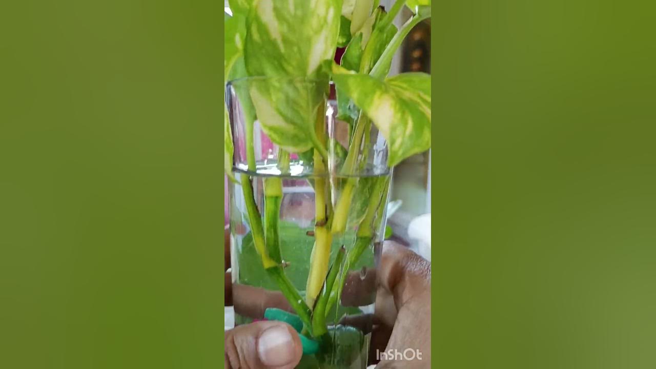 How to Grow 🪴 Money plants in water 💦 Propagate money plants cutting ️
