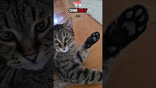 Tabby Cat predicts the future! 🙀🐈‍⬛ #cat #shorts #fyp #cutecat #catlover