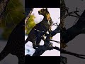 One bite of food. The leopard jumps from a high-rise. #wildlife #shorts #animals #nature #leopard