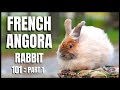 French Angora Rabbit 101: Part 1