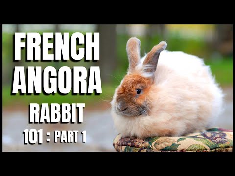 วีดีโอ: Harlequin Rabbit