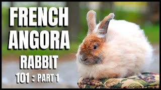 French Angora Rabbit 101: Part 1