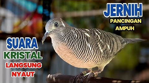 Perkutut lokal gacor suara Ampuh Untuk pancingan agar Perkutut Cepat Bunyi 