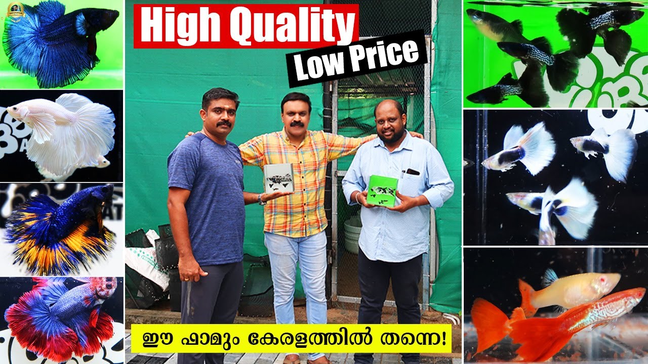 ഇതാണ് ക്വാളിറ്റി !..എത്ര Quanity വേണമെങ്കിലും ഏതു സമയത്തും ഇവിടെ കിട്ടും  | guppy farm thrissur
