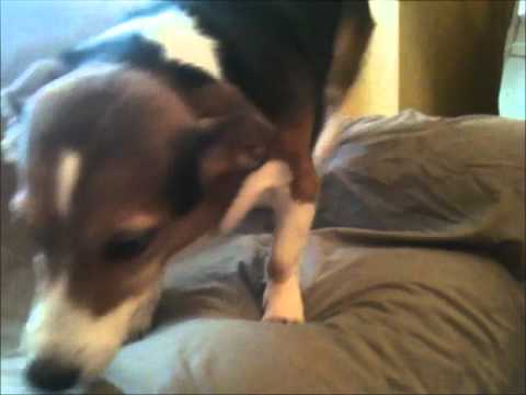 funny-dogs-billy-goats-gruff