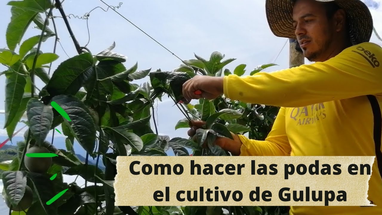 Como hacer las podas en el cultivo de Gulupa