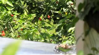 House Sparrow at Evolve Back, Coorg Resorts
