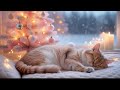 Cozy Winter Cat Ambience 🐾 | Soft Purring, Warm Room &amp; Deep Sleep