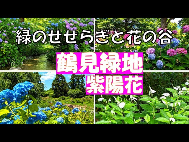 大阪花博記念公園【鶴見緑地 紫陽花の咲く緑のせせらぎと花の谷】花の