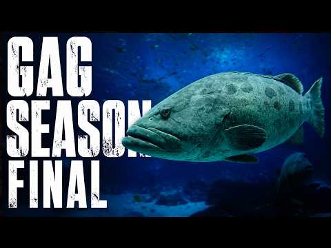 2026 Gulf Gag Grouper Season Finalized - Watch Full Breakdown