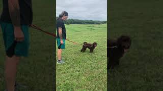 Pepper.January2021-Sebastian 7.8.21 by Lewis Manor Labradoodles 382 views 2 years ago 1 minute, 28 seconds