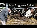Tree Hay: A forgotten fodder (full version)