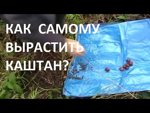 Как самому вырастить каштан (2 часть второй способ)