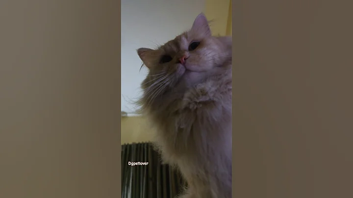 Watch the video about ##Jack #Siberian kitten #Siberian cat #siberian #catlover #cat look #catoftheday