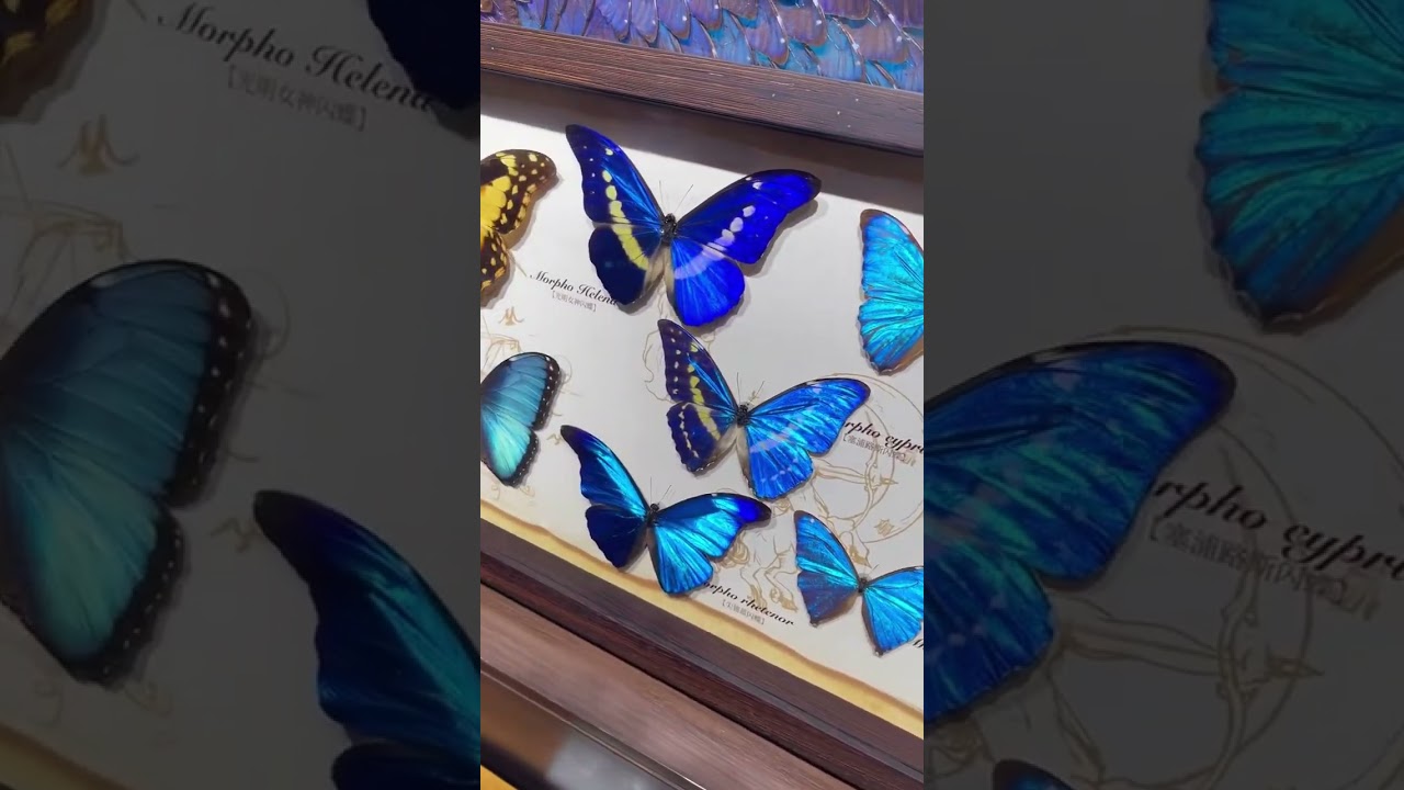 The beauty of butterflies blooming forever