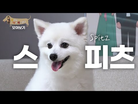 [세나개 댕모아] 예민한 귀요미 스피츠의 문제 행동 🐶 스피츠 편