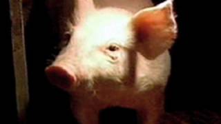 Global Pulse Swine Flu - Fear, Blame, And Conspiracy 512009